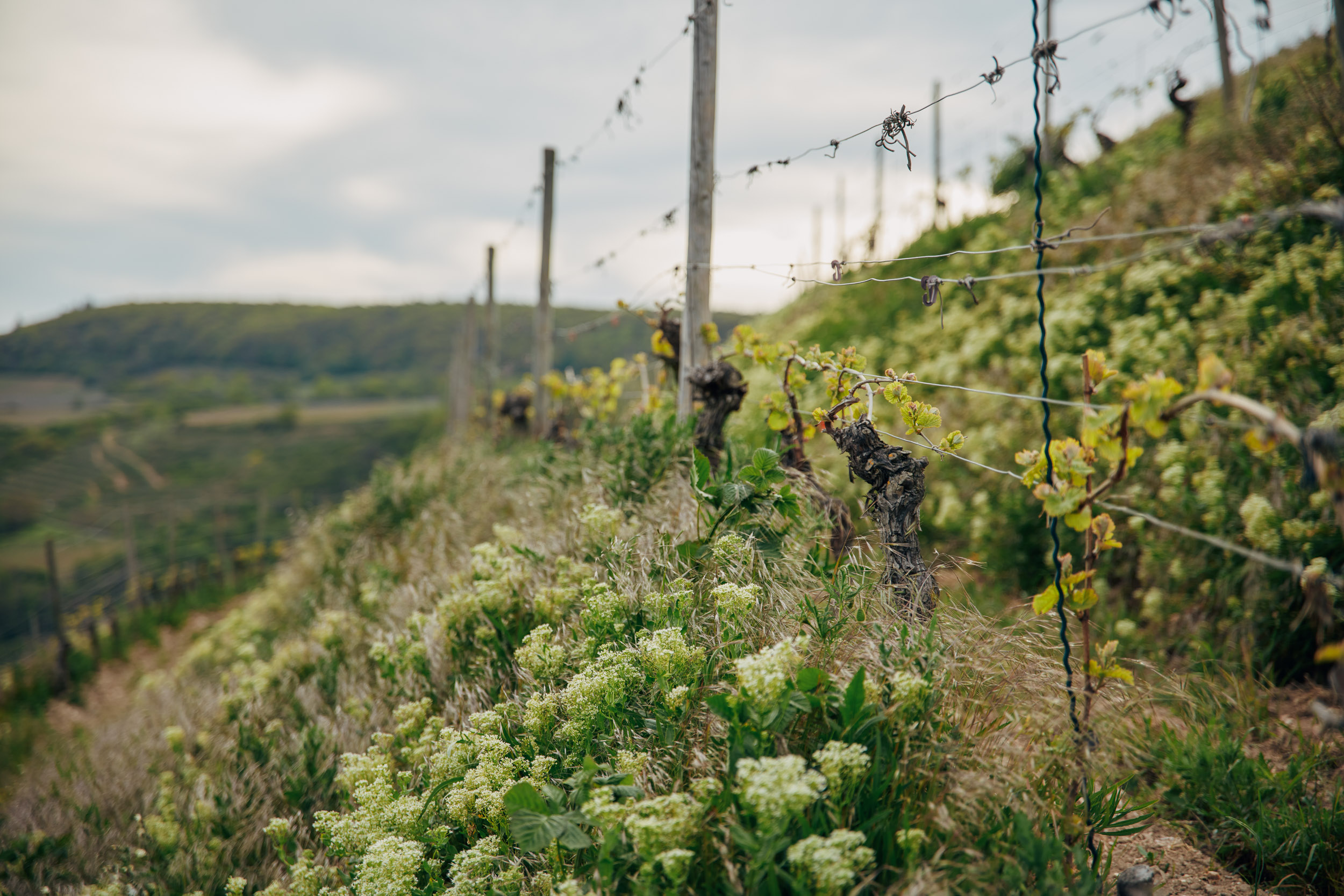 Bewertungen Weingut Kruger-Rumpf