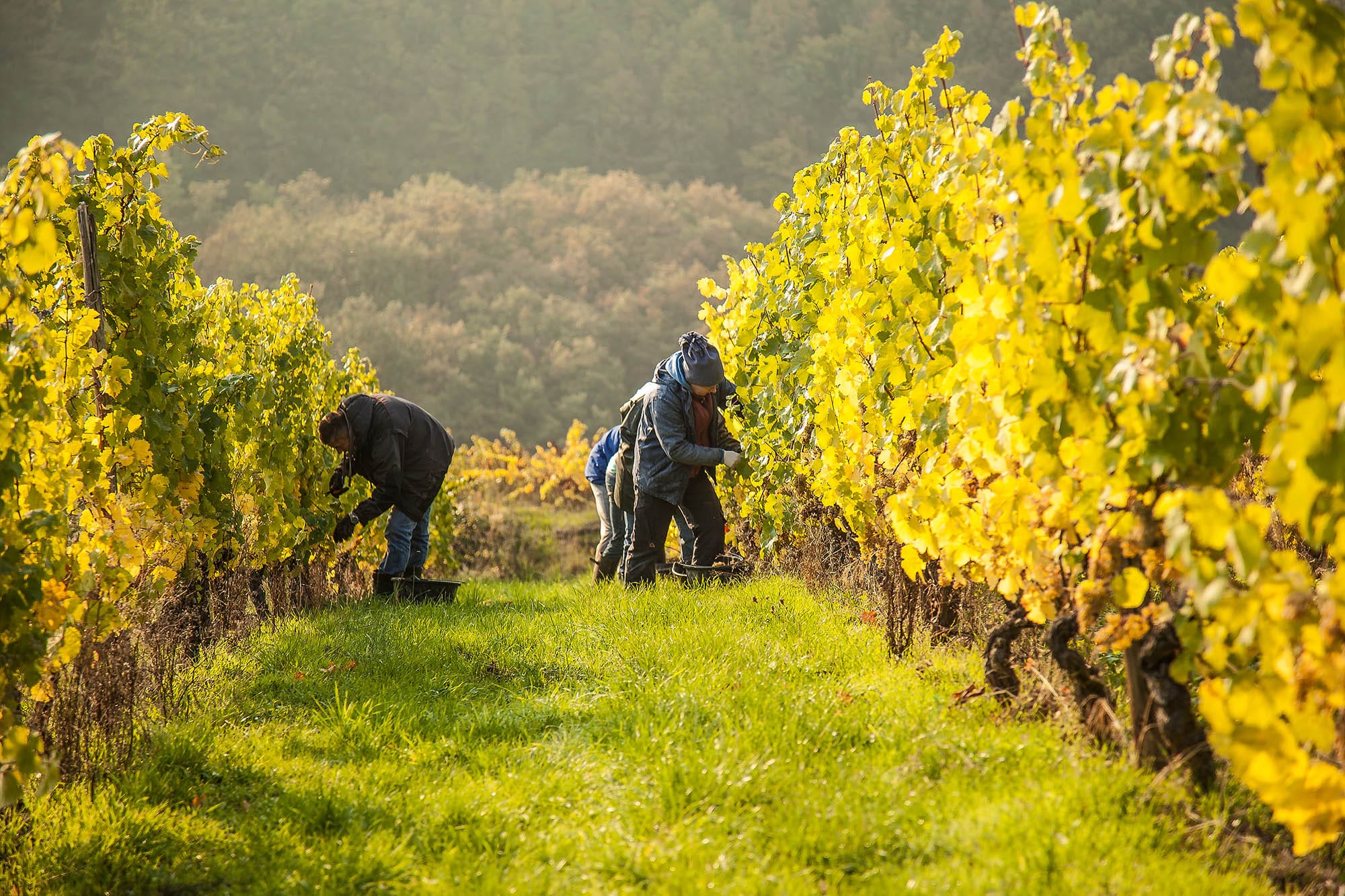 Weinstube wieder offen