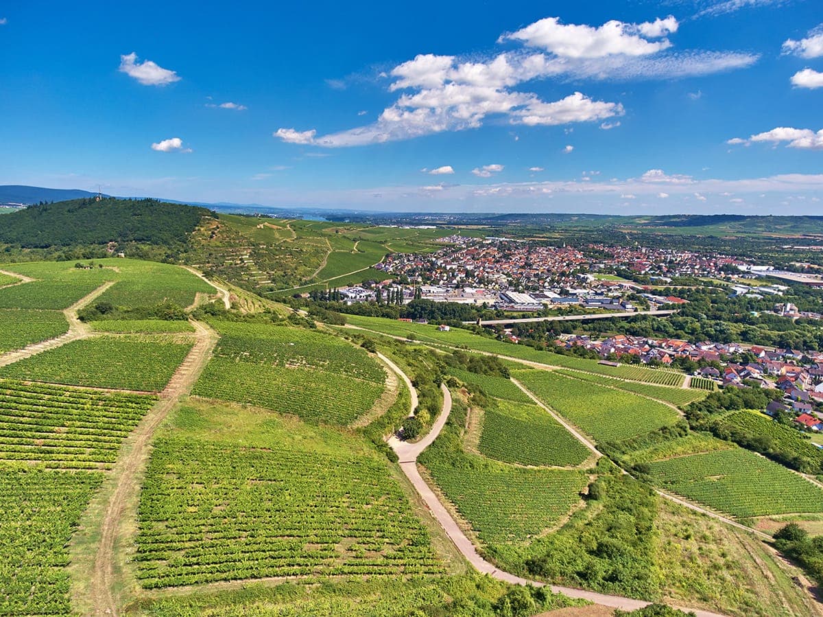 VDP.Erste Lage Münsterer Kapellenberg